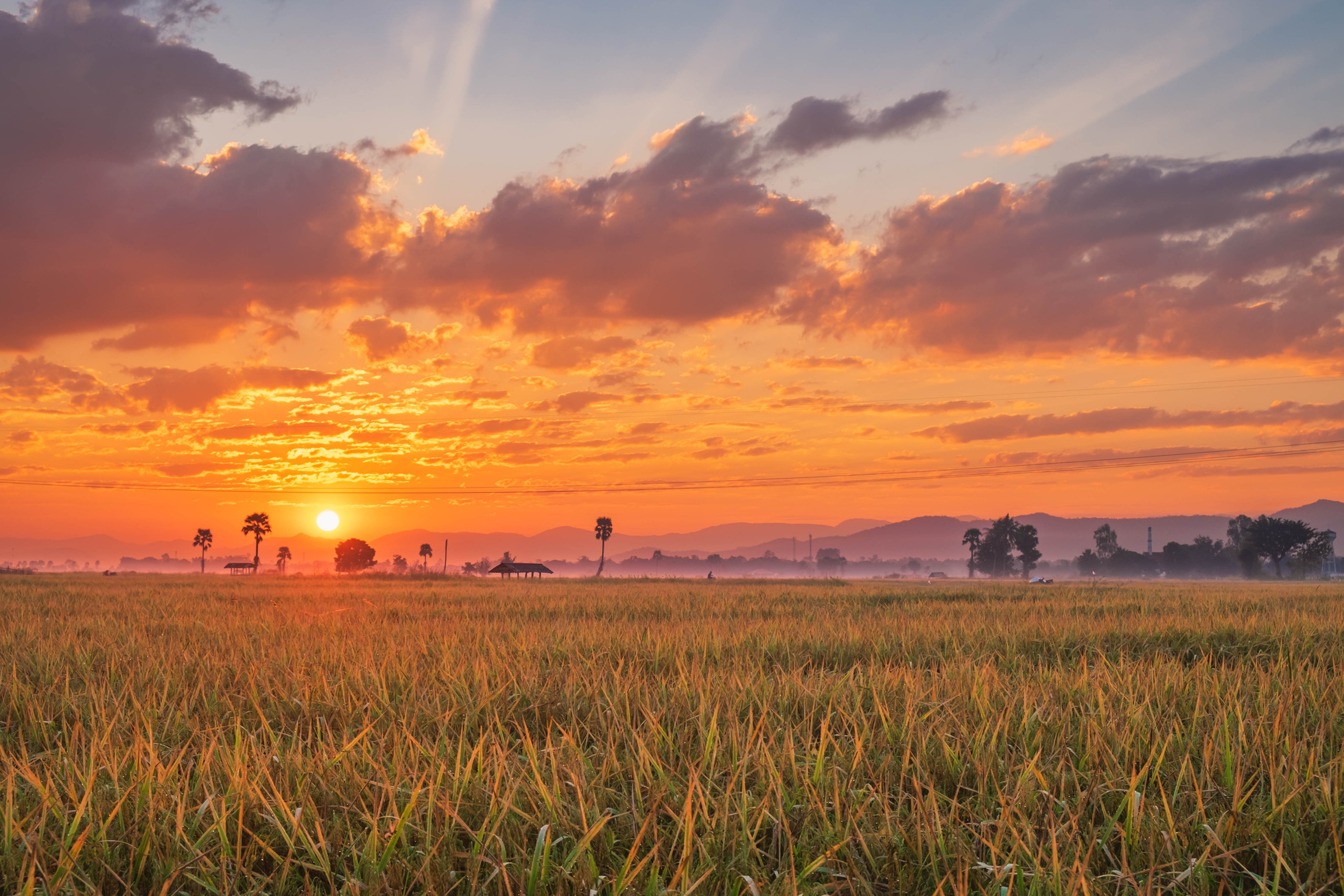 Rice Field at Sunset